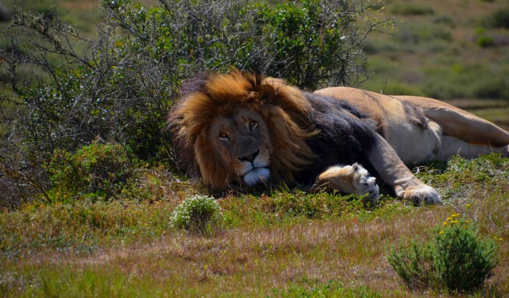 Safari-Packliste Löwe: Beitragsbild