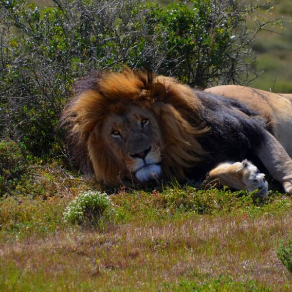 Safari-Packliste Löwe: Beitragsbild